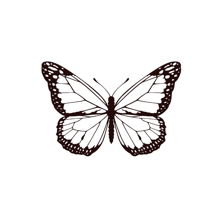 Papillon nocturne x5